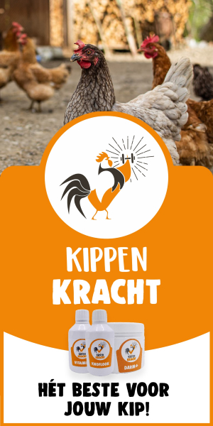 Kalkpoten Bij Kippen Behandelen Kippenziekten Nl