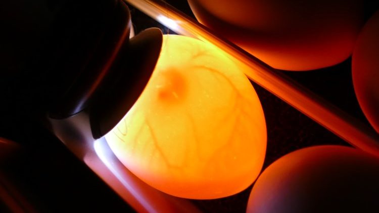 eieren schouwen met een schouwlamp