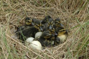 Eenden kuikens in nest