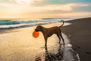 waterspeelgoed-hond-op-strand