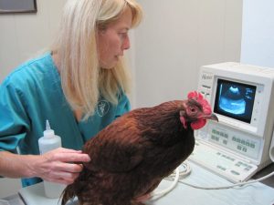 Krankheitssymptome bei Hühnern