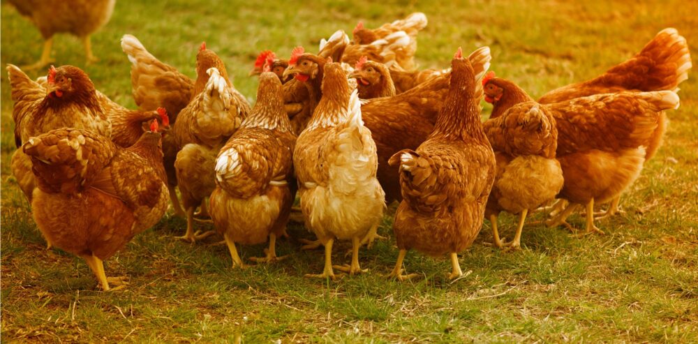 foto van een groep kippen.