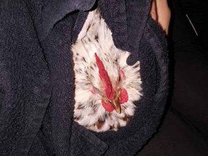 Salmonella kip