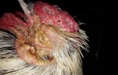 difterie en pokken bij kippen
